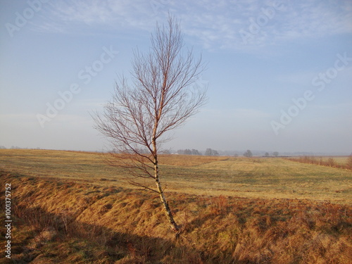 tree in the field