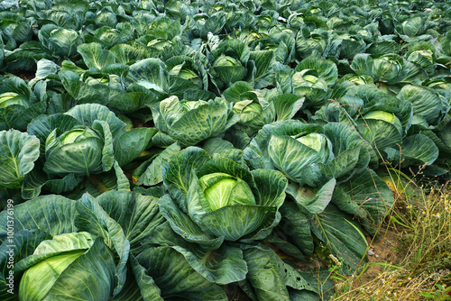 Weißkohl; Weißkraut; white cabbage; Brassica oleracea convar