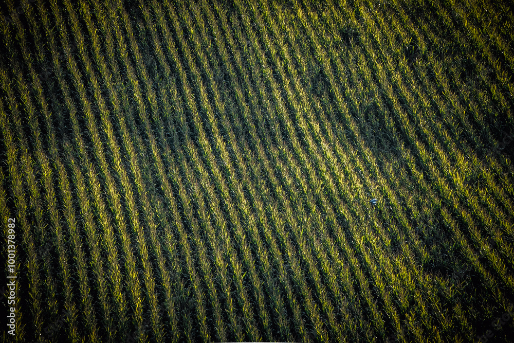 aerial view of a cultivated field with rows of crops forming a patterned texture aerial view of a cultivated field with rows of crops forming a patterned texture