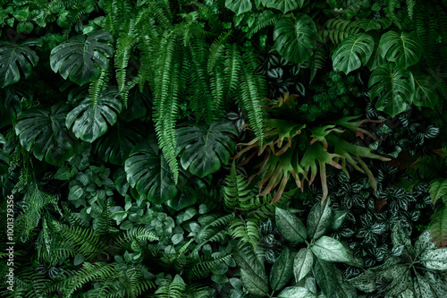 Fototapeta Naklejka Na Ścianę i Meble -  Nature leaves, green tropical forest, backgound concept