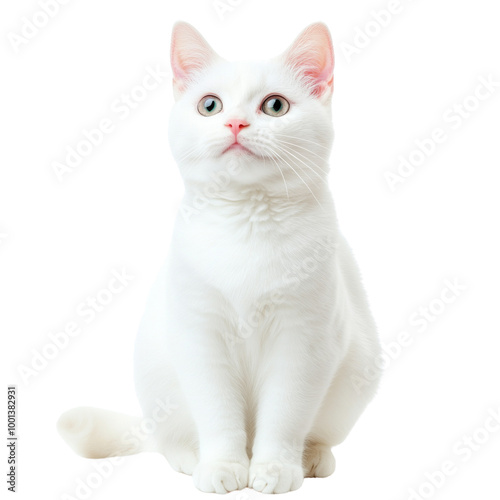 A white cat with blue eyes is sitting on a white background. on transparent background png