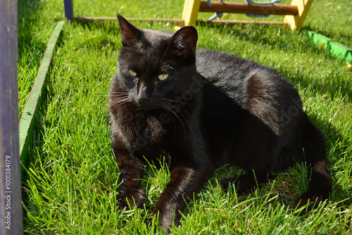 Sleepy black cat resting on the grass: scene of a serene sunny day