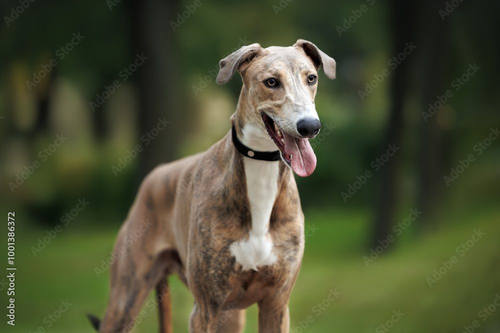cute greyhound dog in a collar posing outdoors in summer cute greyhound dog in a collar posing outdoors in summer