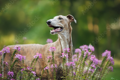 cute young greyhound dog portrait outdoors with purple blooming flowers