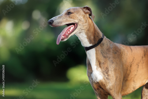 cute greyhound dog in a collar profile portrait outdoors in summer