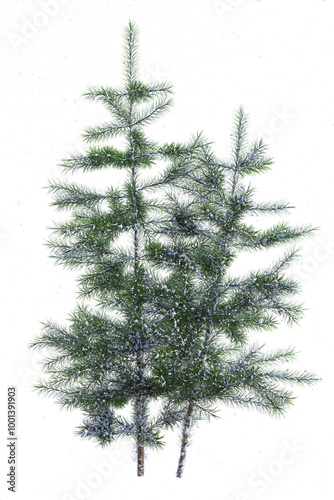 Two small young pines, pinus, covered with snow, with snowflakes falling on transparent background. 3D illustration. Concept of  winter and Christmas. 