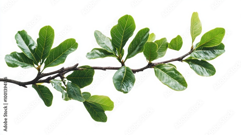 Detailed branch with green foliage isolated on a white background, emphasizing the natural beauty and vibrant colors of the leaves Detailed branch with green foliage isolated on a white background, emphasizing the natural beauty and vibrant colors of the leaves