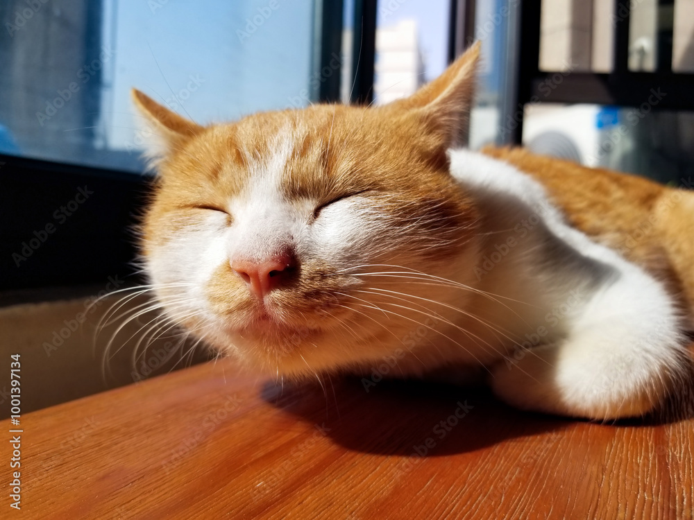 Close-up of the head of a lying orange-white cat Close-up of the head of a lying orange-white cat