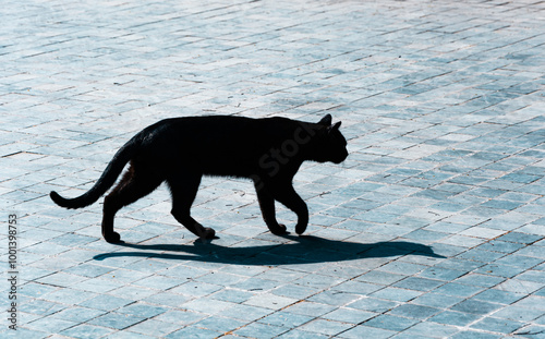 A walking black cat and its shadow in the park photo