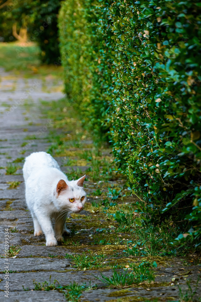 A white cat walking on the roadside A white cat walking on the roadside