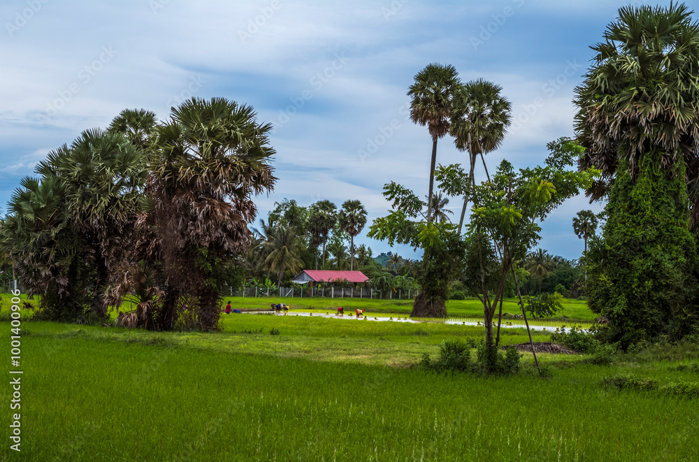 Fototapeta premium Farmers transplanting rice seedling in a paddy field in Cambodia