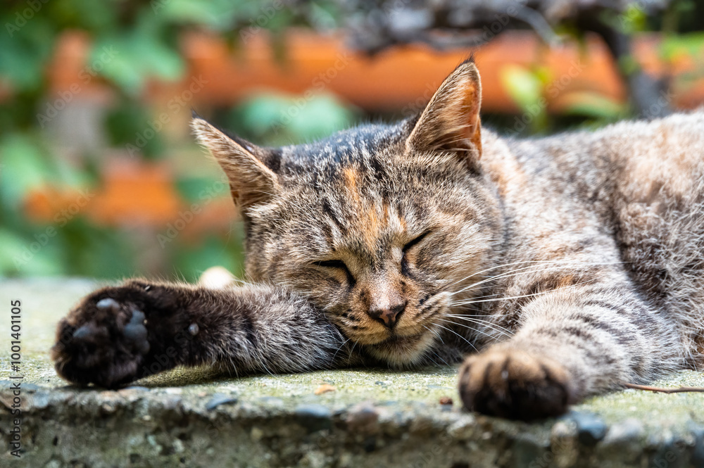 A tabby cat stretching its legs outdoors, relaxing and sleeping A tabby cat stretching its legs outdoors, relaxing and sleeping