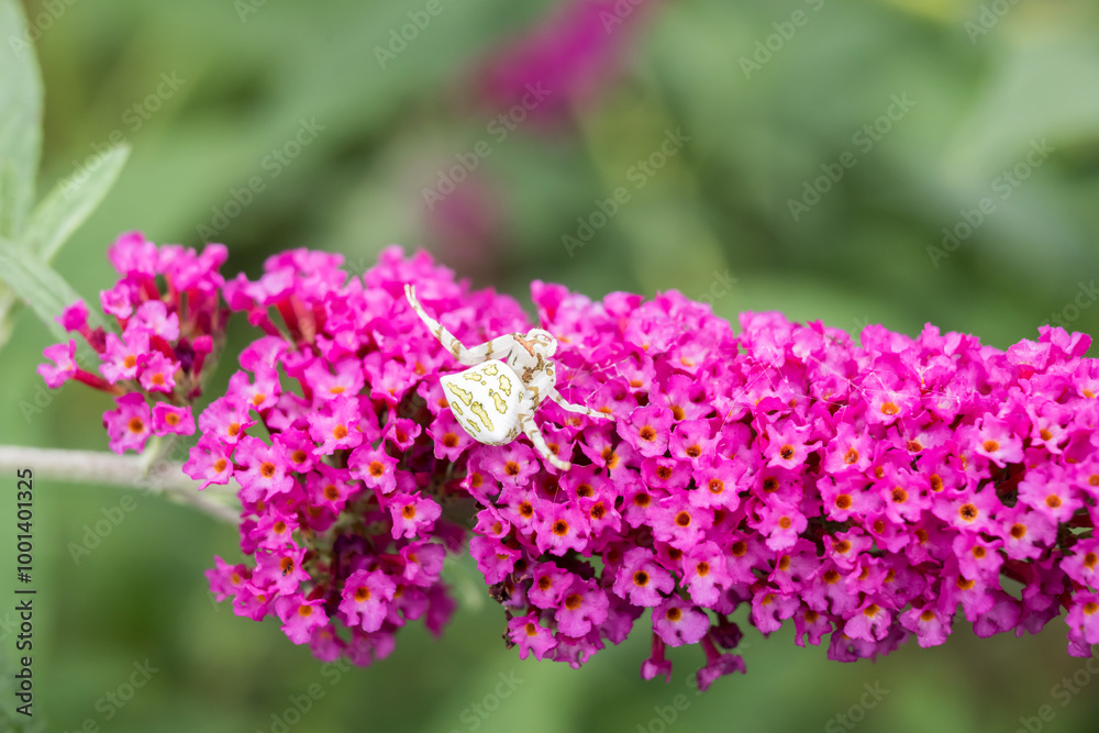 A Crab Spider (Thomisus okinawensis) on the Butterfly Bush flowers.