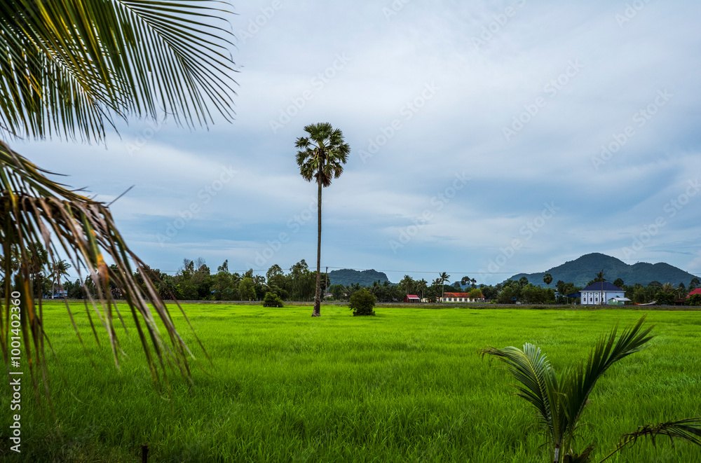 Green flooded rice paddies fields in Cambodia Green flooded rice paddies fields in Cambodia