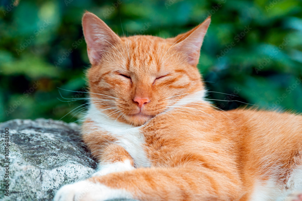 An orange cat lying on the ground An orange cat lying on the ground