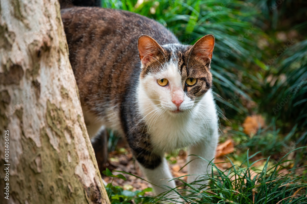 A shady-faced cat in the bushes.