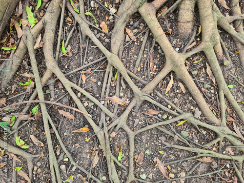 Small tree roots on dry ground