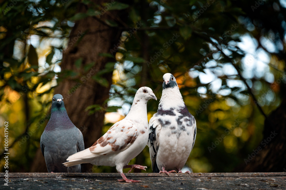 Obraz premium Three pigeons in the forest
