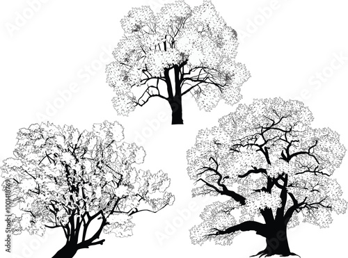 isolated on white lush three trees outlines