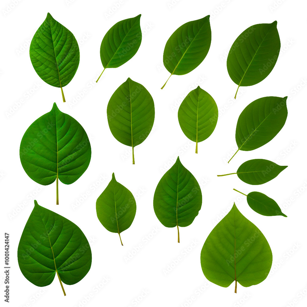 Naklejka premium green leaves PNG background