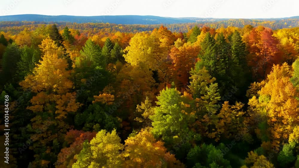 Foliage in the park. Autumn fall leaves of maple trees. Autumn fall leaves in sunlight. Natural autumn background. Autumnal background. Arial view, from above by flycam. Foliage in the park. Autumn fall leaves of maple trees. Autumn fall leaves in sunlight. Natural autumn background. Autumnal background. Arial view, from above by flycam.