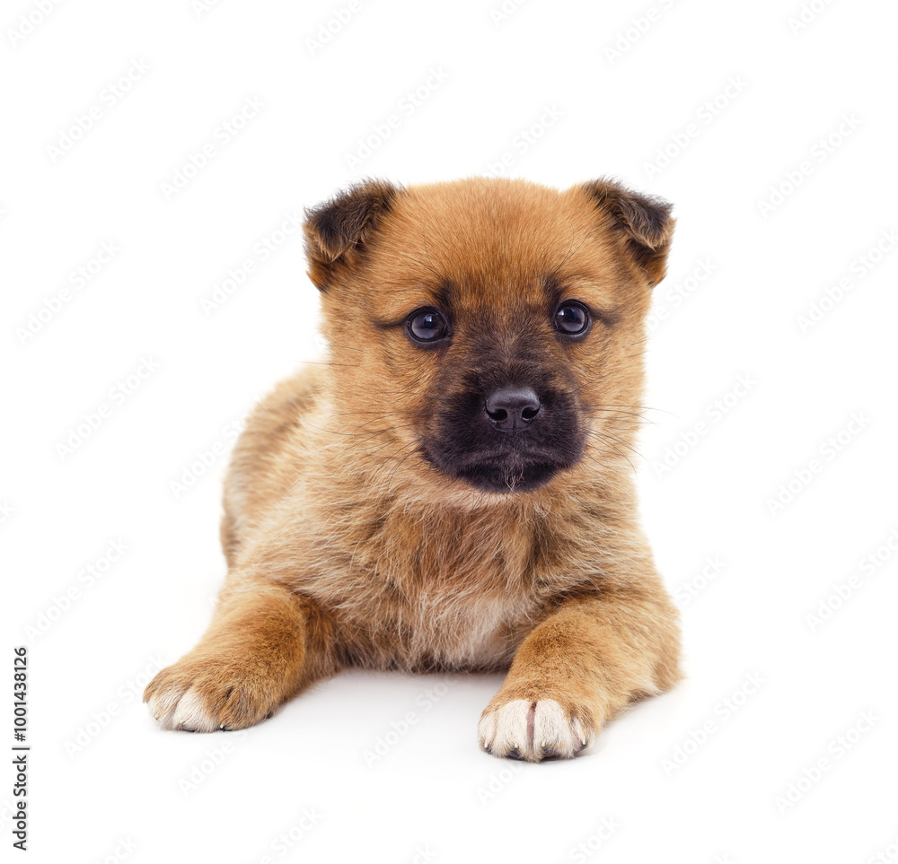 Brown beautiful puppy. Brown beautiful puppy.