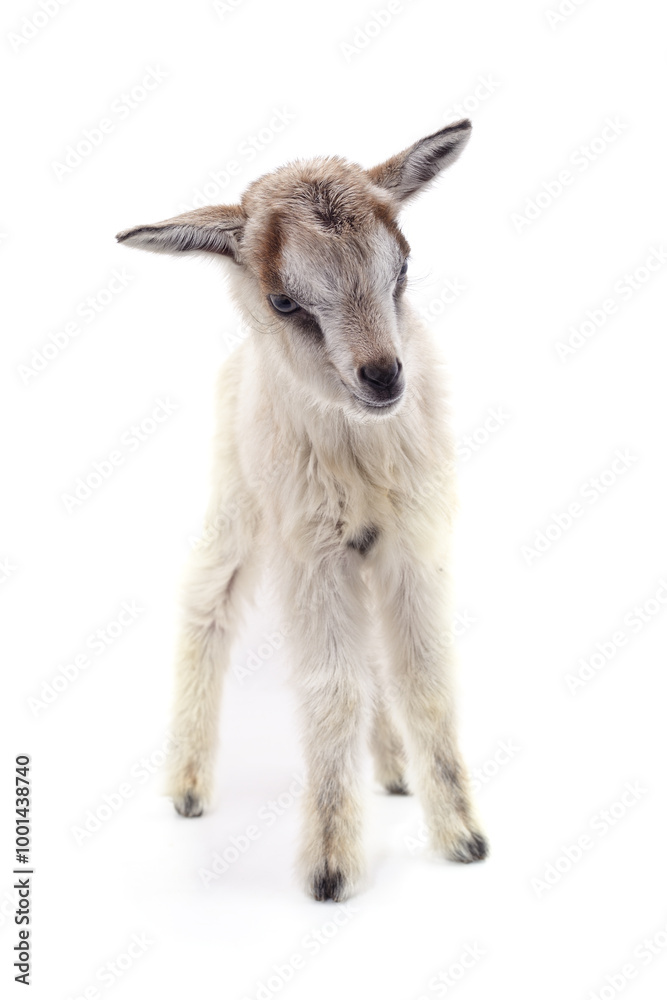 Fototapeta premium One white little goat.