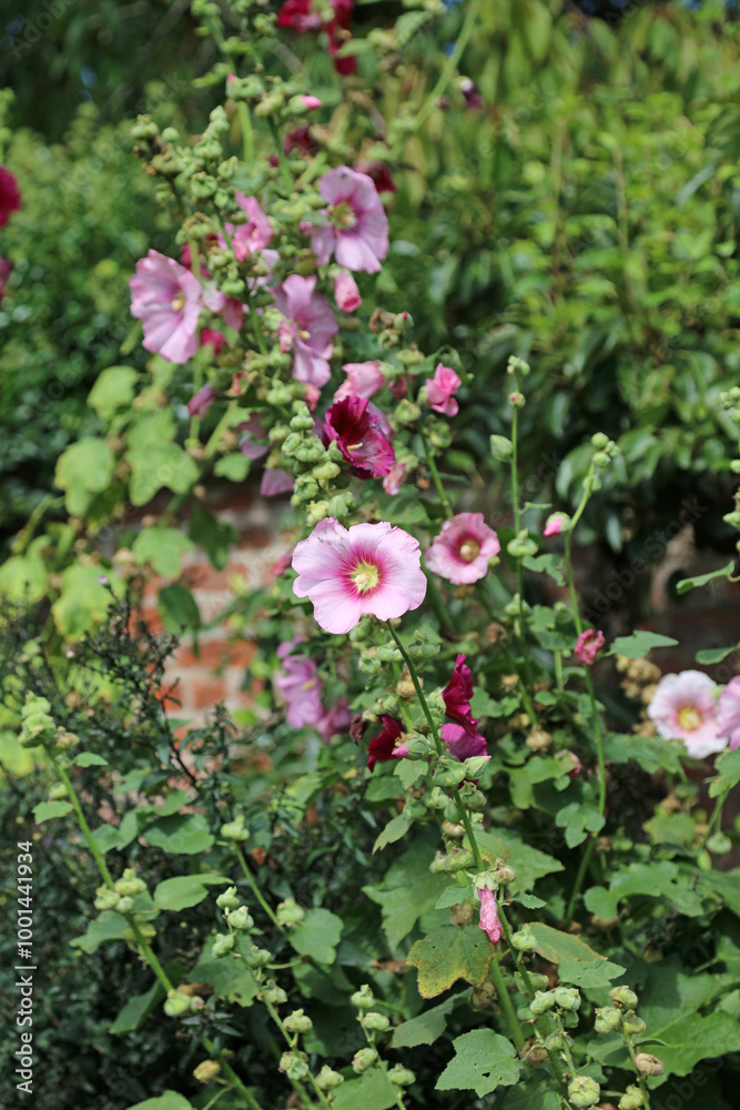 Bed of pink and purple Hollyhock blooms, Powys Wales
Bed of pink and purple Hollyhock blooms, Powys Wales