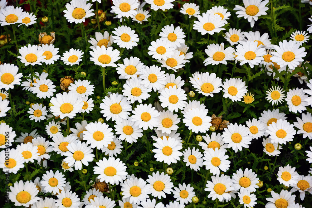 A large number of blooming white crystal chrysanthemums A large number of blooming white crystal chrysanthemums