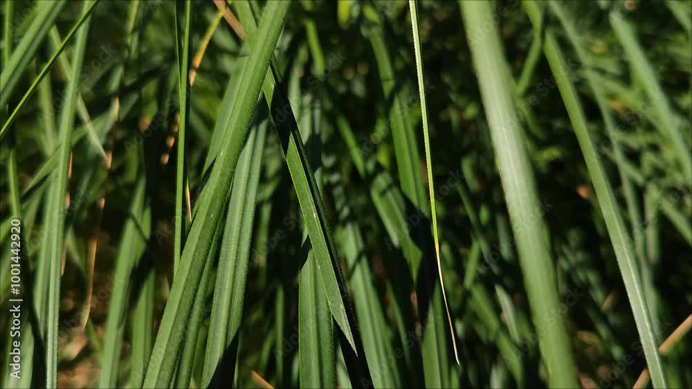close up of green plants abstract nature background close up of green plants abstract nature background