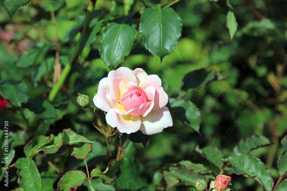 Sunlit Rose Bishop of Darlington bloom, Powys Wales
Sunlit Rose Bishop of Darlington bloom, Powys Wales