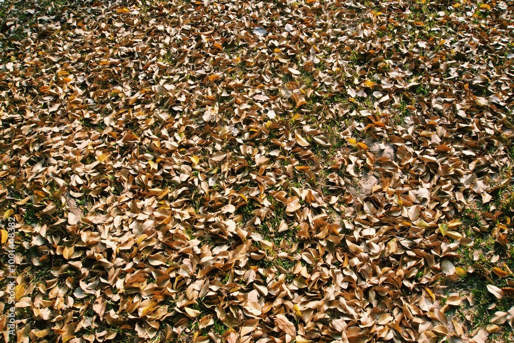 An abstract view of the yellow dried leaves on the floor in the park An abstract view of the yellow dried leaves on the floor in the park