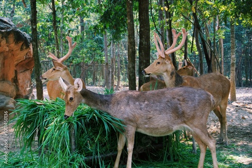 A cute Barasingha or swamp deer is standing together in the park photo