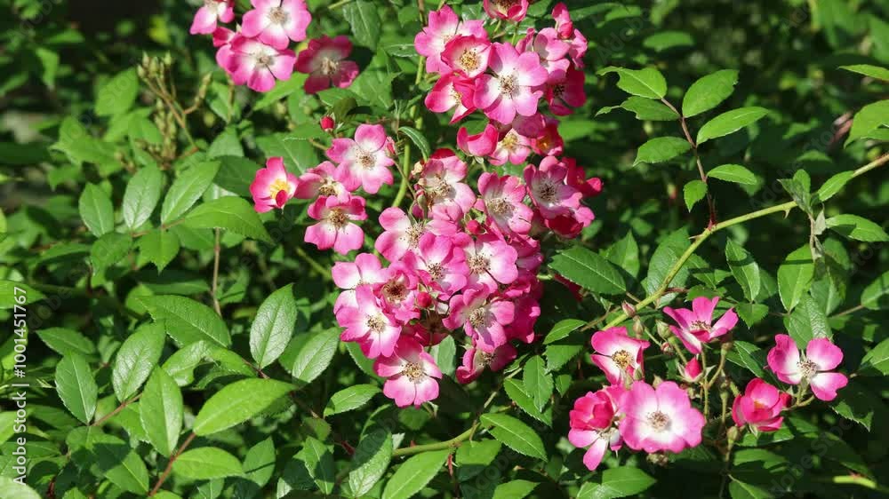 Shrub rose with numerous delicate pink flowers Shrub rose with numerous delicate pink flowers