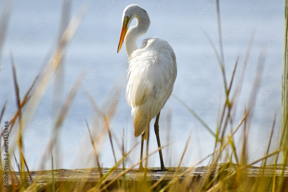 Obraz premium White egrets 
