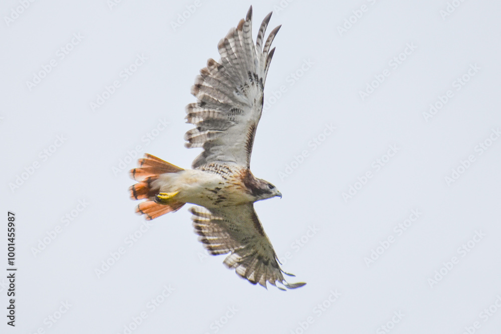 Fototapeta premium Red tail hawk
