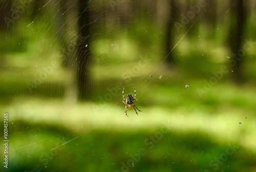 spider on the web