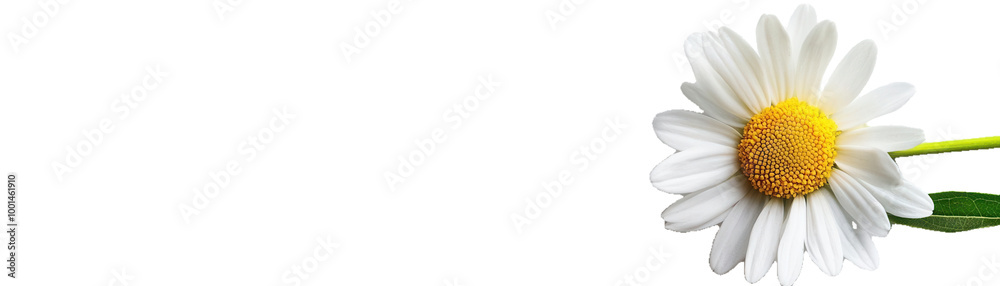 Single white daisy on transparent background Single white daisy on transparent background