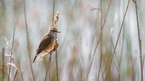 Billede på lærred Small bird perched bird in reed in spring