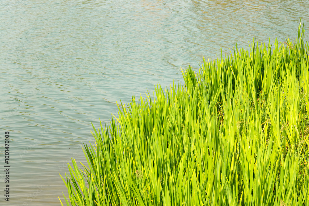 Obraz premium Fresh green grass by the lake