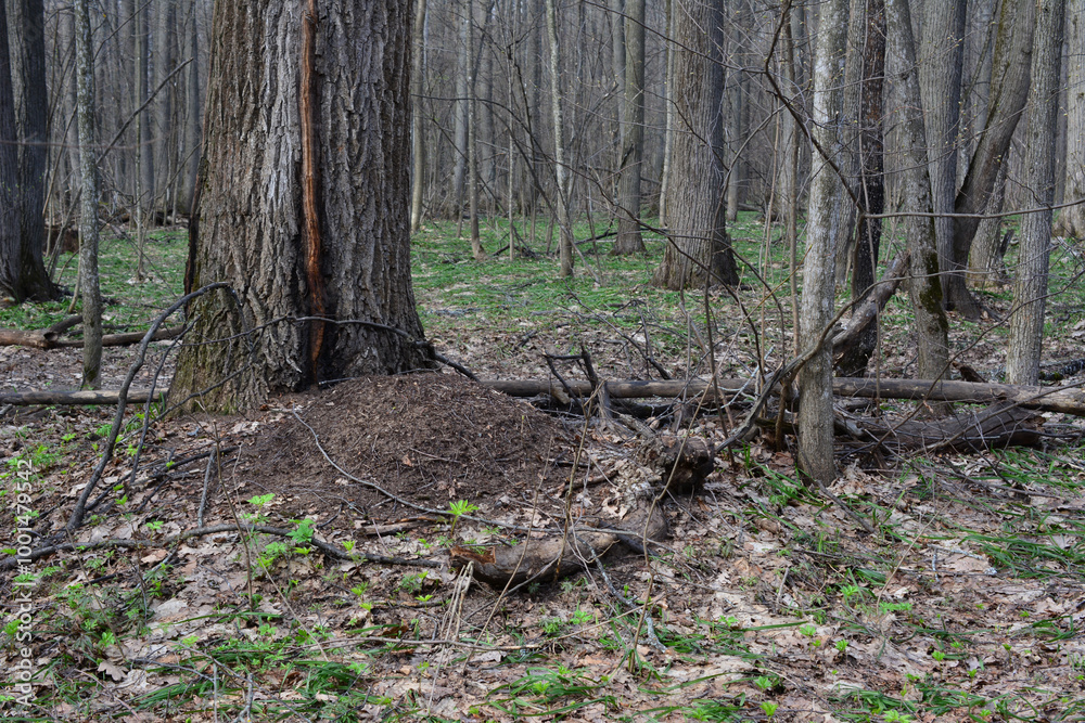 a forest with bare trees and an anthill on the foreground a forest with bare trees and an anthill on the foreground