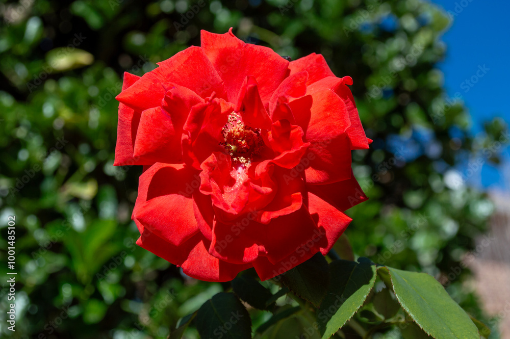 Rosa roja de color intenso en verano Rosa roja de color intenso en verano
