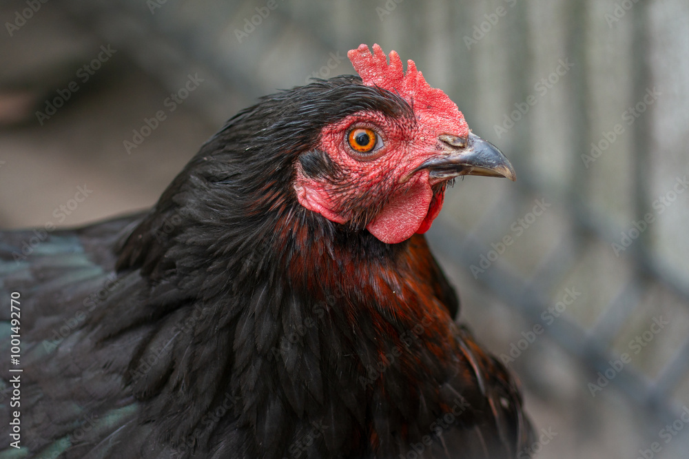 Closeup headshot of black feather hen isolated on blurred farm background Closeup headshot of black feather hen isolated on blurred farm background