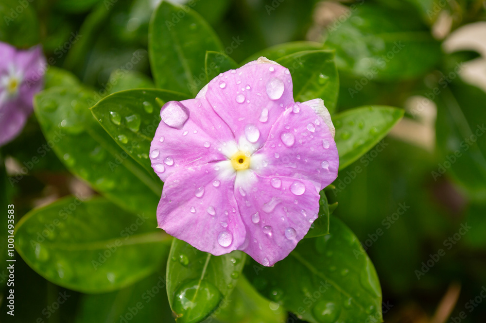 Flor de vinca con gotas de agua Flor de vinca con gotas de agua