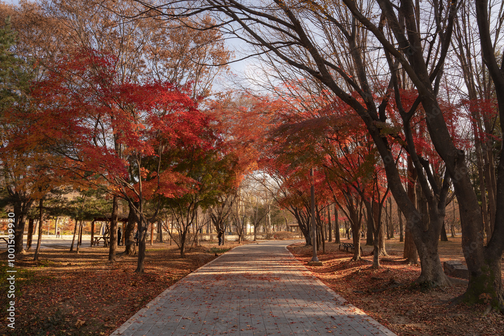 Autumn Path at Yangjae Citizen's Forest Autumn Path at Yangjae Citizen's Forest
