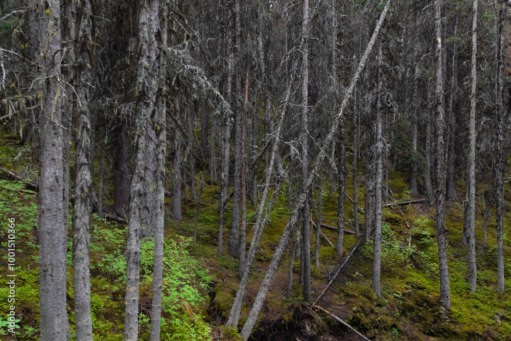 view of a hill with green plant and bushes on the ground in a coniferous forest in summer with small pine trees with moss view of a hill with green plant and bushes on the ground in a coniferous forest in summer with small pine trees with moss