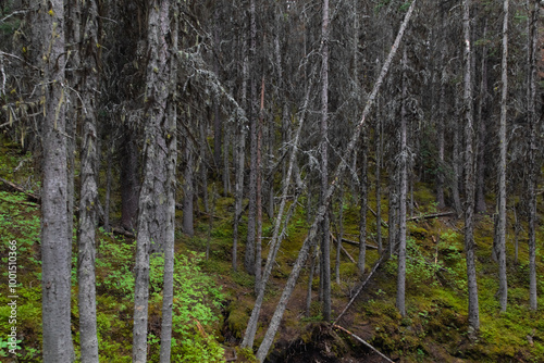 view of a hill with green plant and bushes on the ground in a coniferous forest in summer with small pine trees with moss