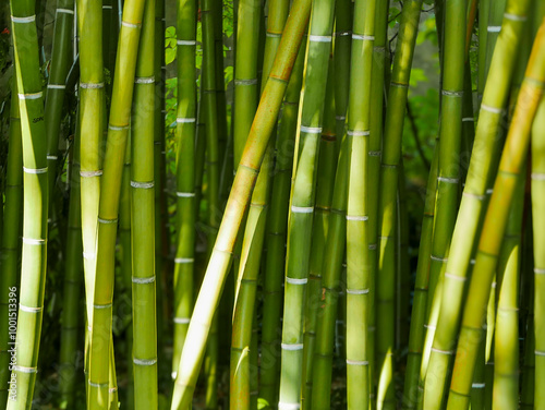 Bamboo background, taken in the botanical garden in Pisa, Italy.