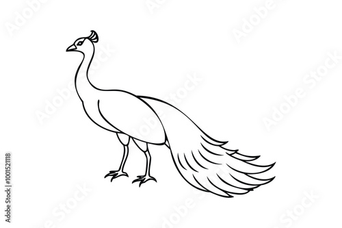 Peacock Silhouette Line Art Vector Illustration Transparent White Background