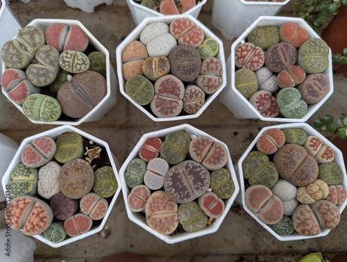 Colorful lithops (living stones) in hexagon white pots photo